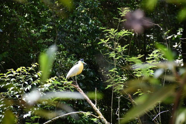 Originals é lançada como veículo escalável para restauração
