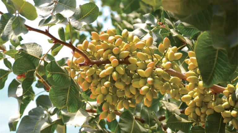 História das azeitonas revela aprimoramento na produção