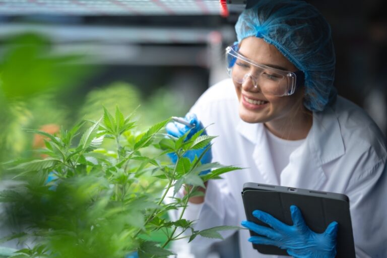 Cannabis medicinal amplia debate industrial no Brasil Cannabis medicinal amplia debate industrial no Brasil